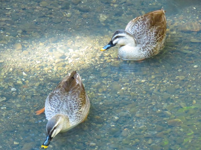 キクエイパレス上野毛　等々力渓谷のカモ