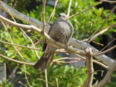 パークコート赤坂ザタワー　木にとまる鳥