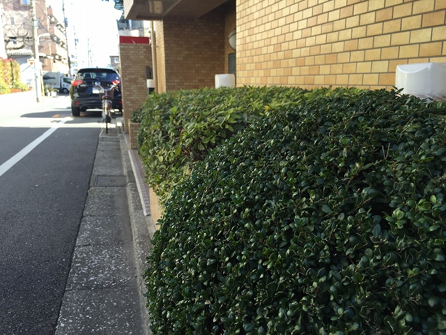 ライオンズマンション碑文谷第2　植栽