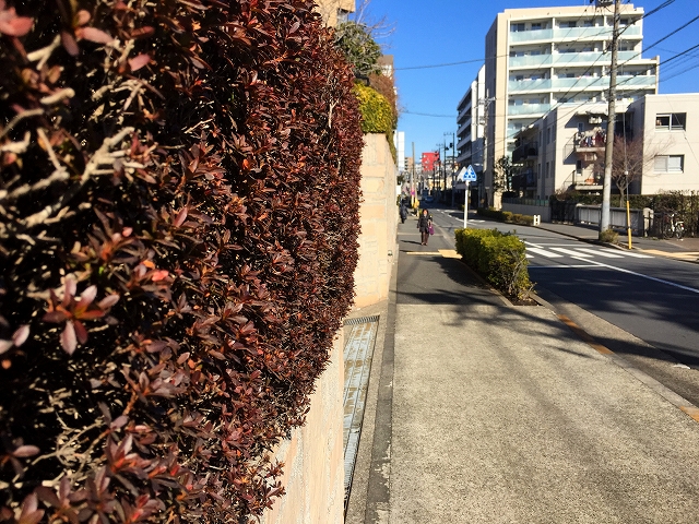 ベルテ中野江古田　植栽