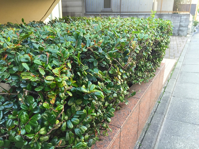 グリーンハイム世田谷　植栽