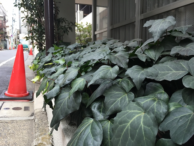 ヴィラロイヤル代々木　植栽