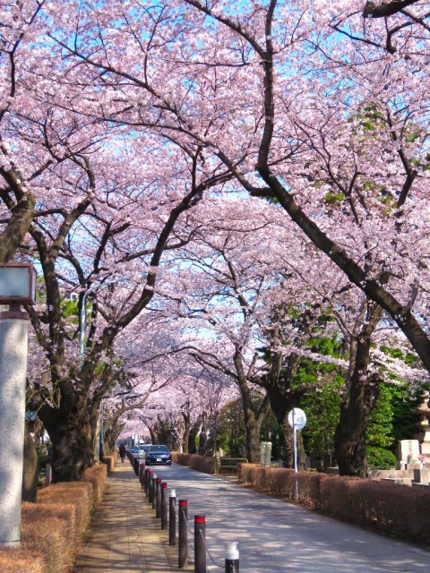 フォンテ青山　青山霊園の桜並木