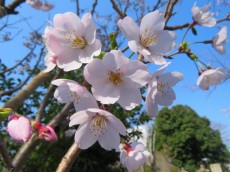 フォンテ青山　青山霊園の桜並木