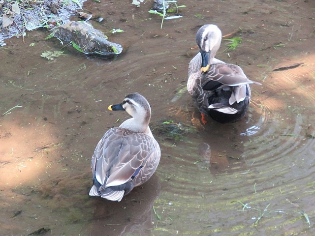 東北沢コーポラス　水路のカモ
