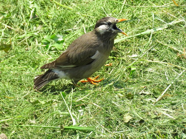 東北沢コーポラス　緑道の野鳥