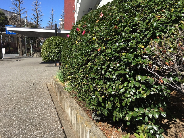 小田急目白台マンション　エントランス前