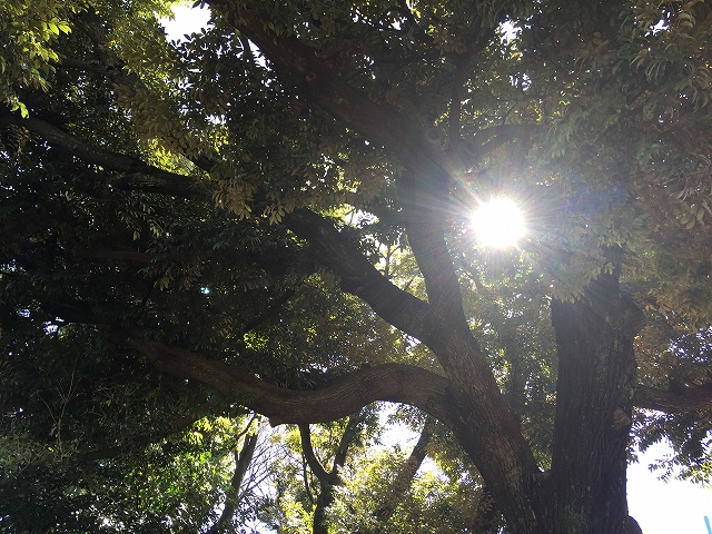 小田急目白台マンション　周辺環境