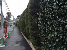 サンコート西荻窪　植栽