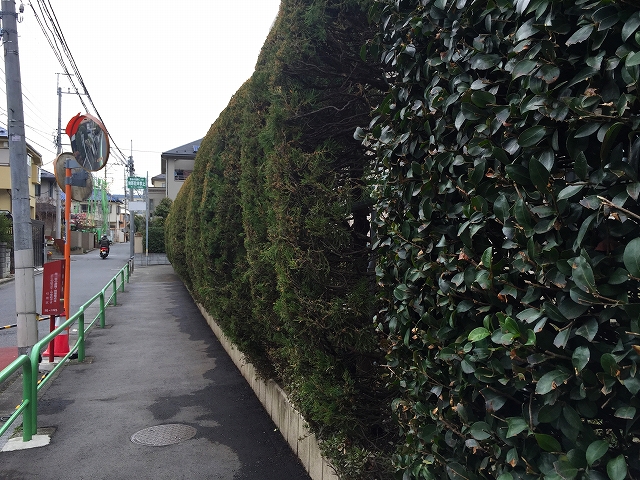 サンコート西荻窪　植栽