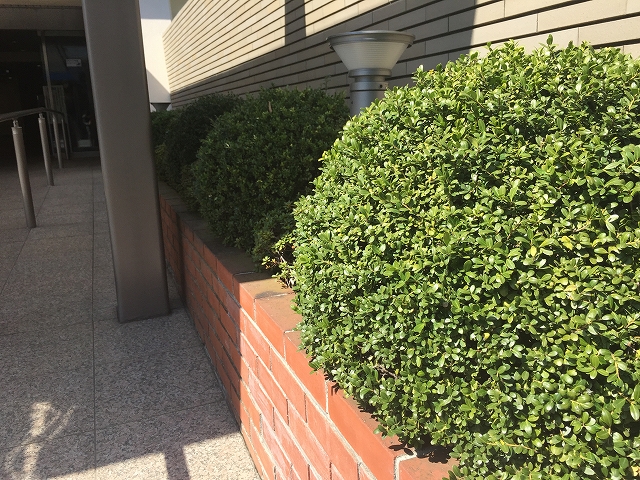 日商岩井豪徳寺マンション　植栽