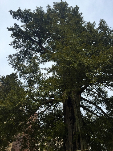 日興パレス文京　周辺環境