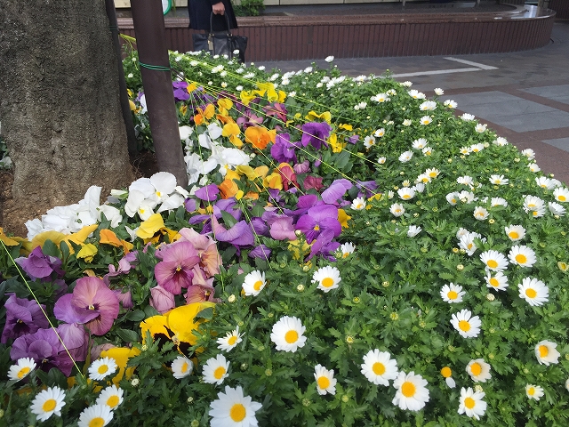 日興パレス文京 　周辺環境