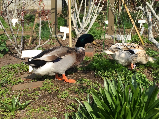砧公園スカイハイツ　周辺環境