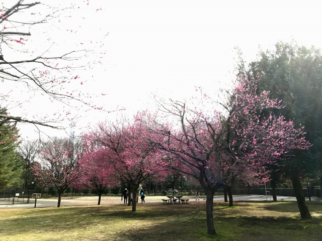 芦花駅周辺 (13)