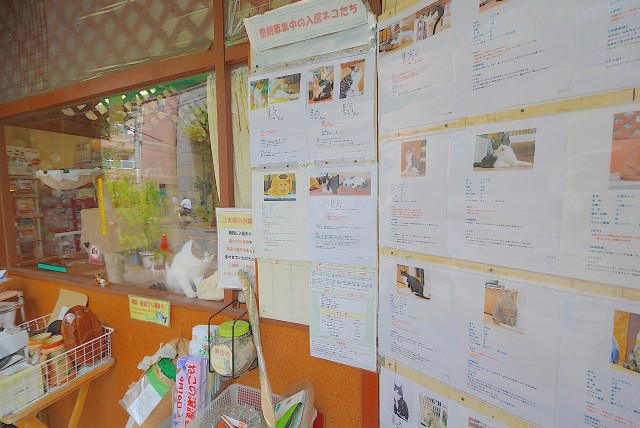 中目黒 猫保護施設