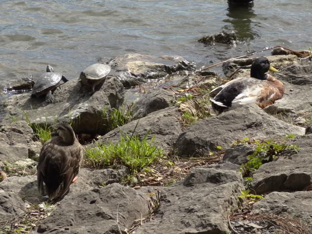 ナイスアーバン石川台　洗足池