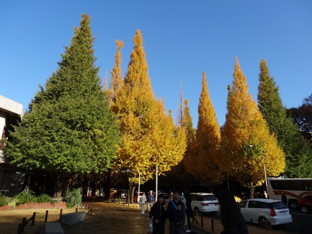 フォンテ青山　銀杏並木