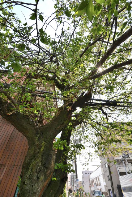 ライオンズマンション三宿　周辺