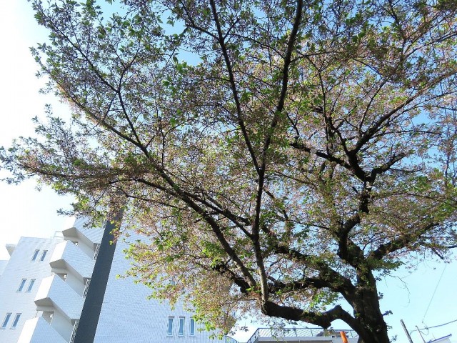 ルネ品川中延　エントランス前の桜