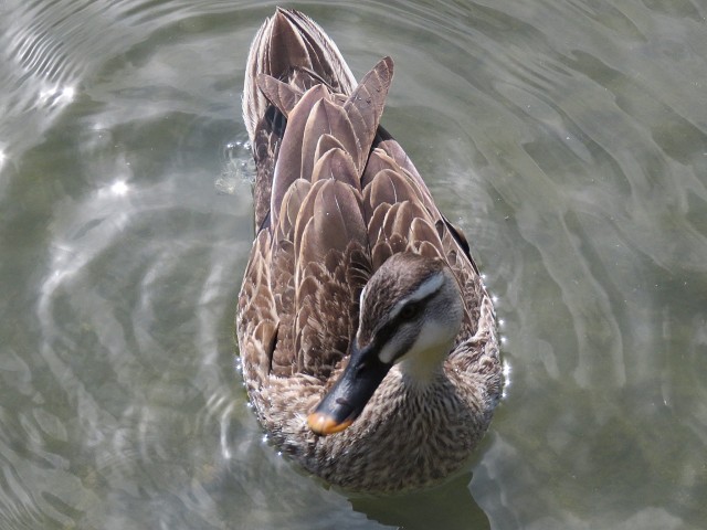 ジェイパーク上池台　小池公園のカモ