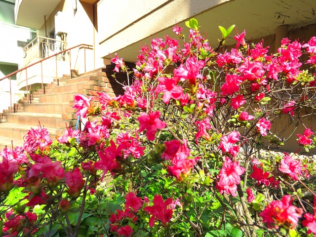 松濤マンション　エントランス脇の植栽