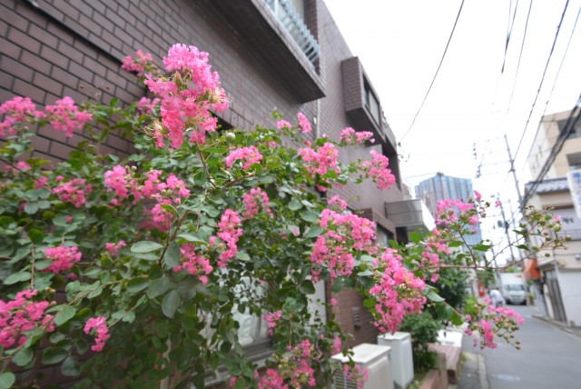 プレジール新宿大久保 駅から