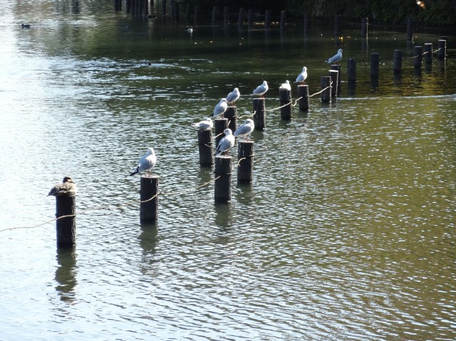 エクレール洗足　洗足池