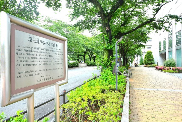 マンション小石川　播磨坂さくら並木沿い