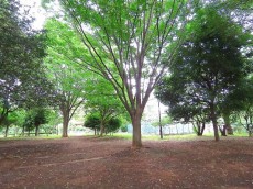 サンライン成城ハイツ　成城三丁目緑地