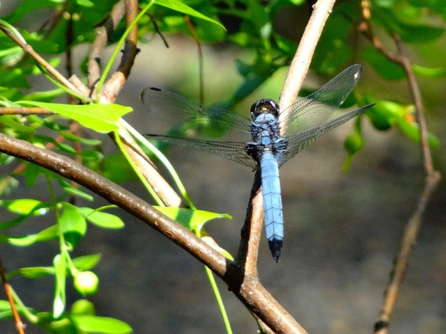 シャンボール池田山　池田山公園
