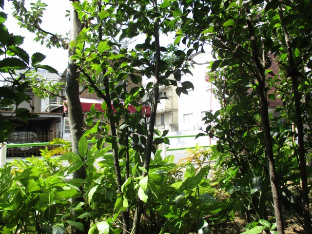 ジェイパーク上池台　９眺望2