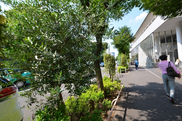 街路樹はオリーブ