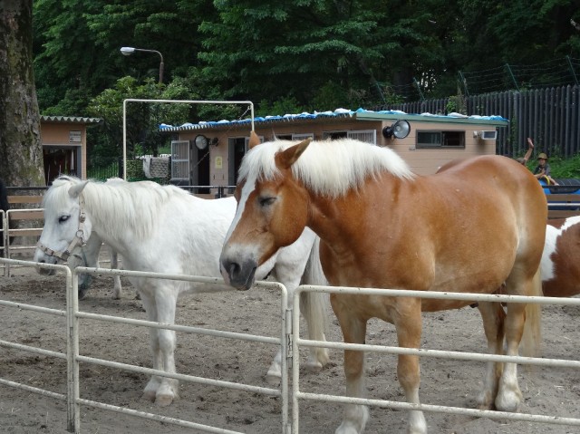 アルス代々木参宮橋コートアデリオン　代々木ポニー公園