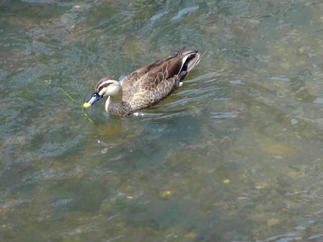 ライオンズマンション中野弥生町　周辺