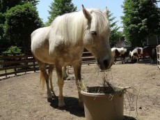 チサンマンション参宮橋　代々木ポニー公園