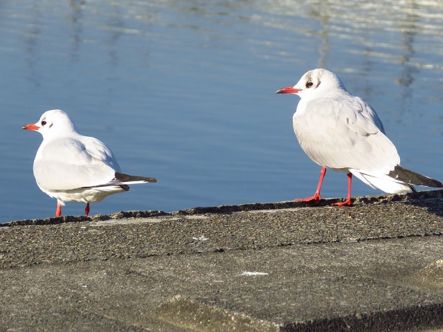 ニューハイツ田園調布　周辺