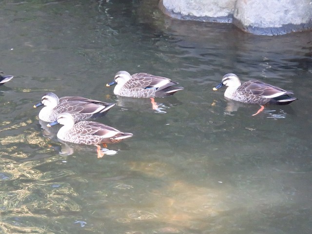 ニューハイツ田園調布　周辺