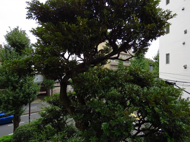 都立大イーストハイツ　洋室側バルコニー眺望