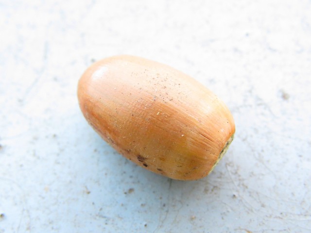 パーク・ハイム用賀　バルコニーのどんぐり