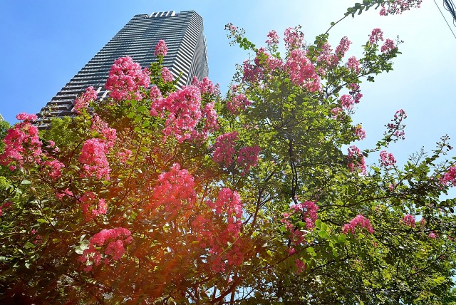 勝どきハイム 周辺