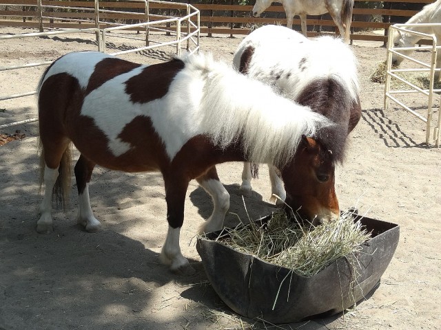 シティハウス代々木参宮橋　代々木ポニー公園