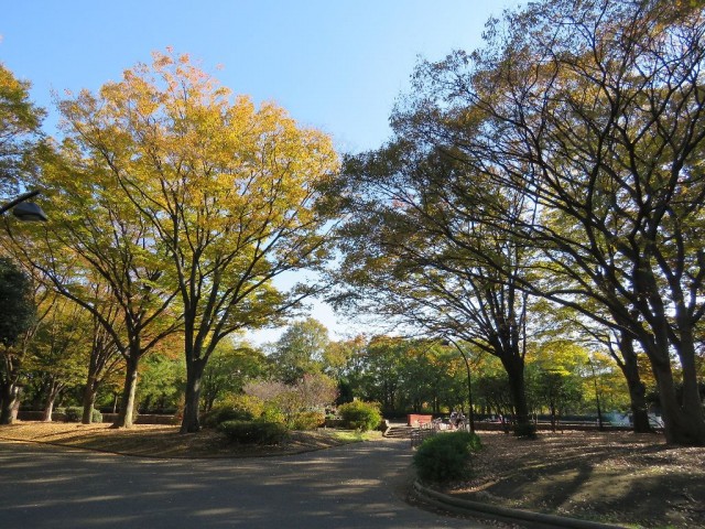 駒沢コーポラス　駒沢オリンピック公園