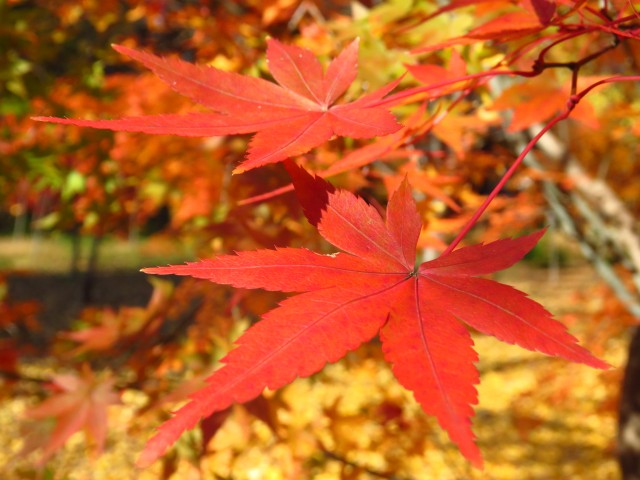 ニューウェルハイツ奥沢　九品仏浄真寺