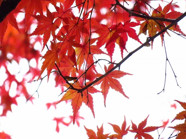 シティハウス代々木参宮橋　明治神宮