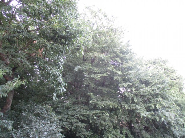 池田山ロイヤルマンション眺望