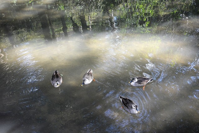 フラット田園調布806号室 周辺環境