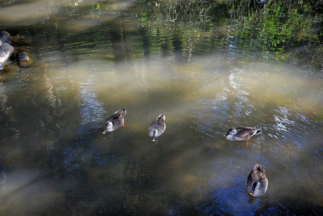 フラット田園調布806号室 周辺環境 (1)