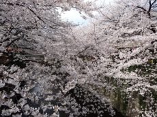 マイキャッスル中目黒Ⅲ