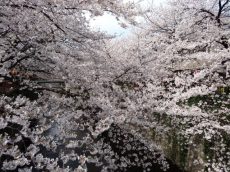 ファミールヒルズ目黒東山
